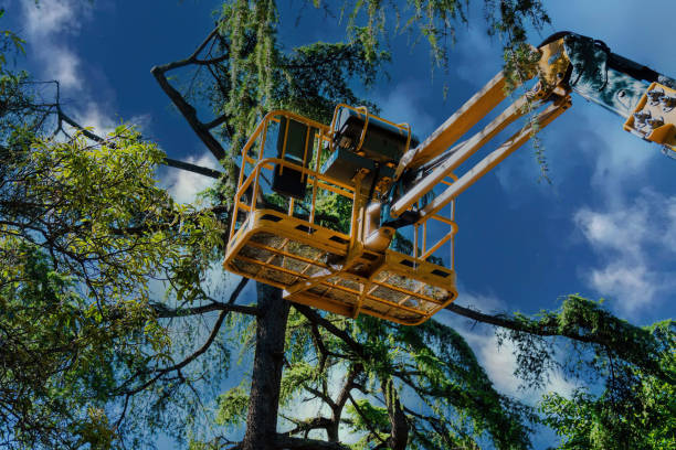 Why Choose Our Tree Removal Services in West Swanzey, NH?