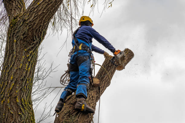 Best Hazardous Tree Removal  in West Swanzey, NH