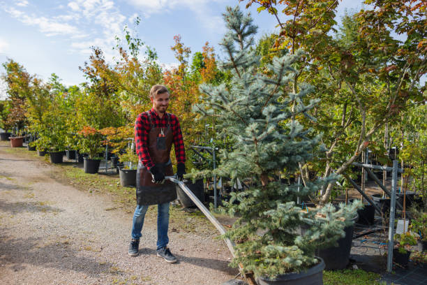 Best Weed Control  in West Swanzey, NH